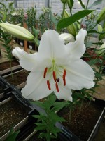 [4357 Premium Blond VWS No02.JPG]